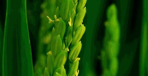 吉林大米为啥好吃,东北吉林大米为什么出名