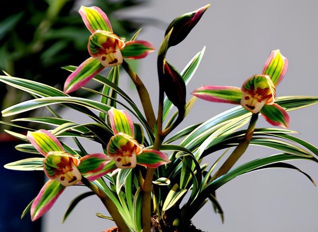 矮种金边兰花精品,好养又香又便宜的金边兰花品种