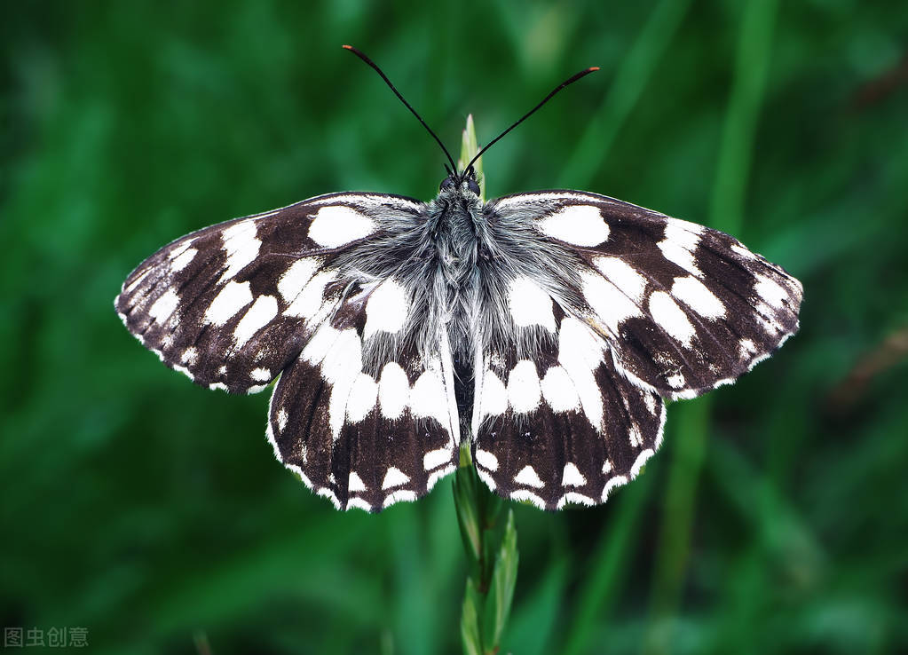 尿道口肿物，不容小觑，警惕隐私部位黑色素瘤