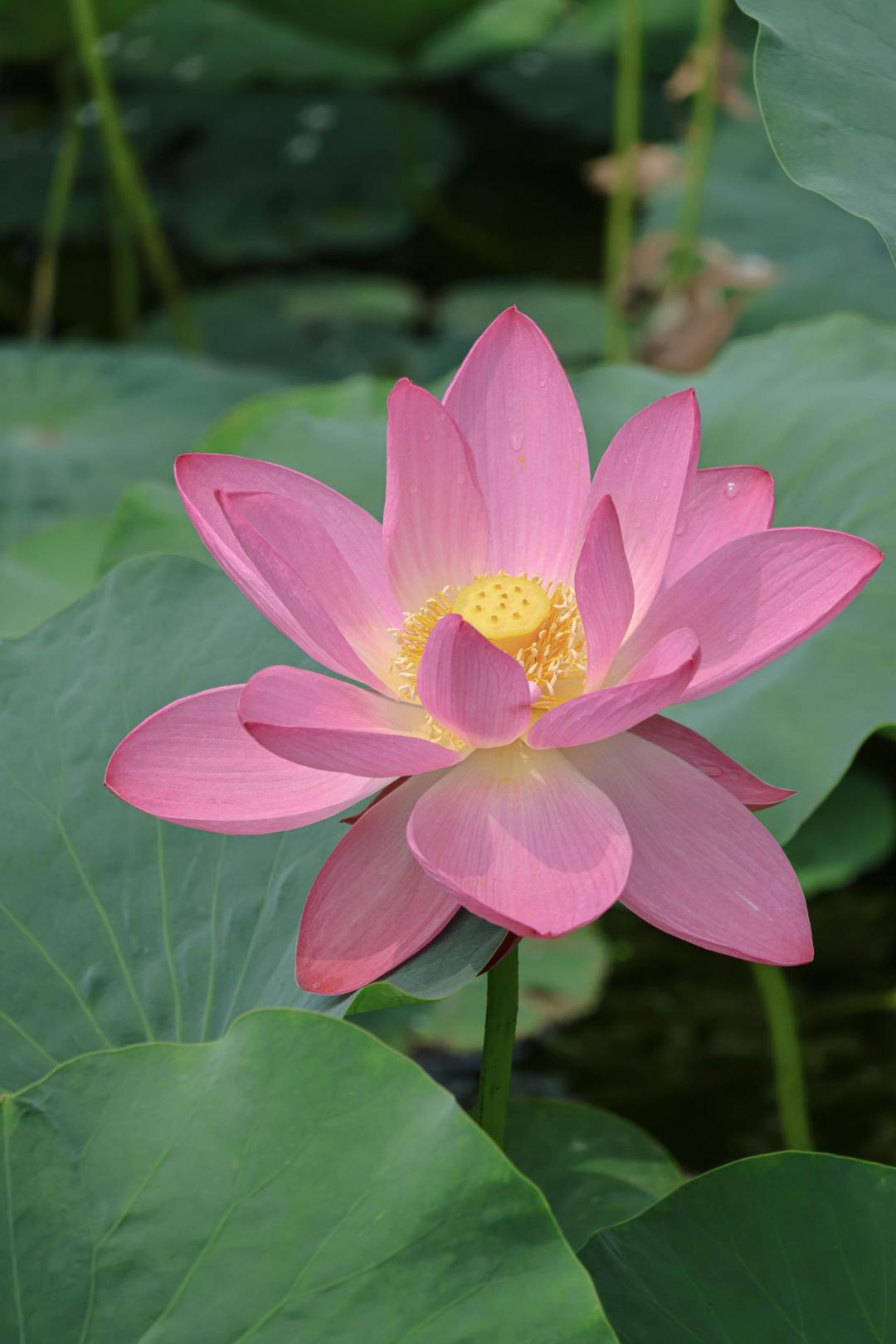 佳能eosr7有哪些镜头,佳能发布eosr7微单什么卡口