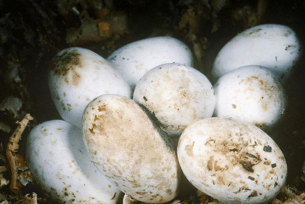 美国佛州最大缅甸蟒,美国蟒蛇泛滥原因