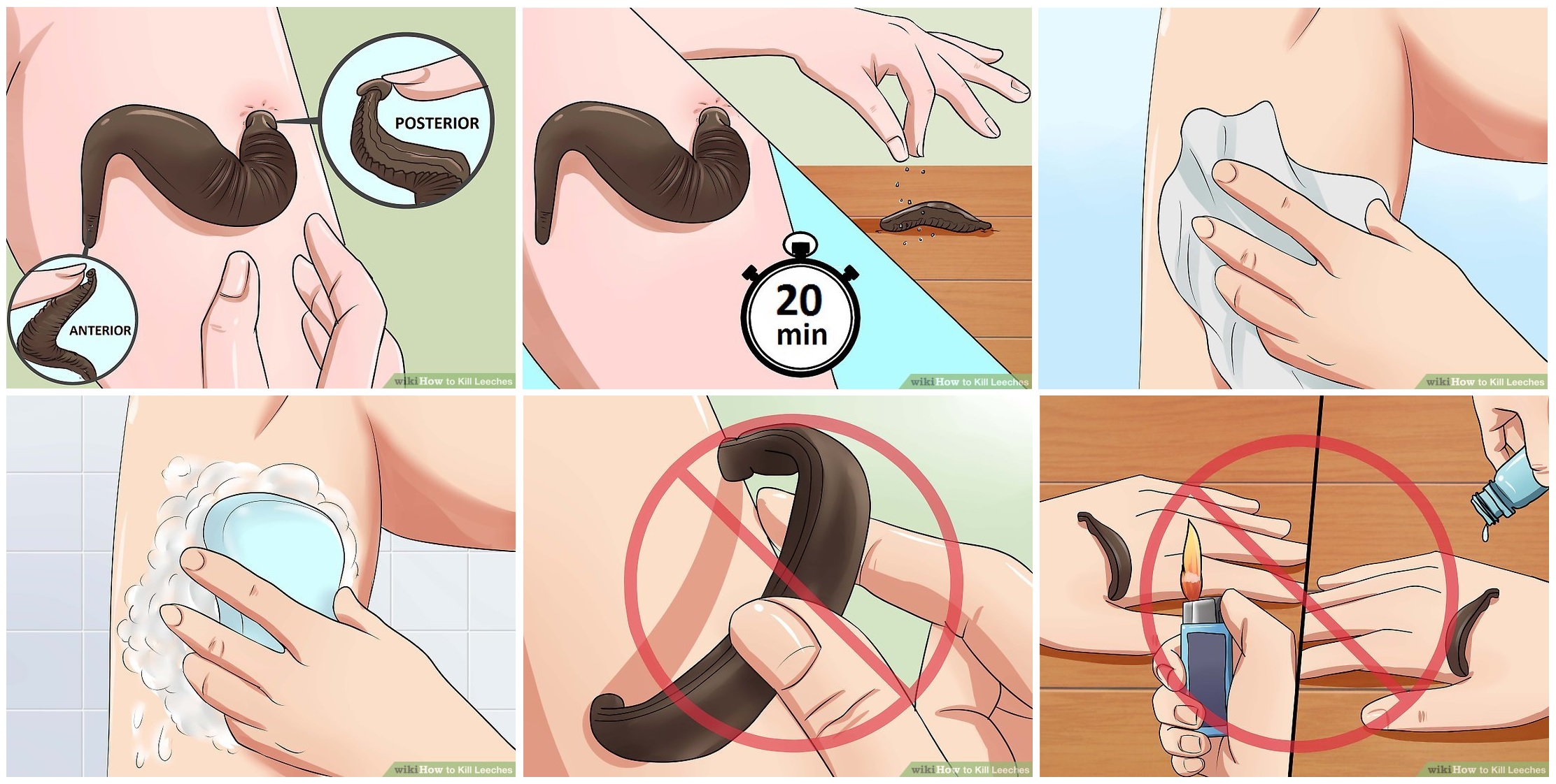 隐私部位或被寄生！春天蚂蟥醒了，钻入人体后，会长时间生存吗？