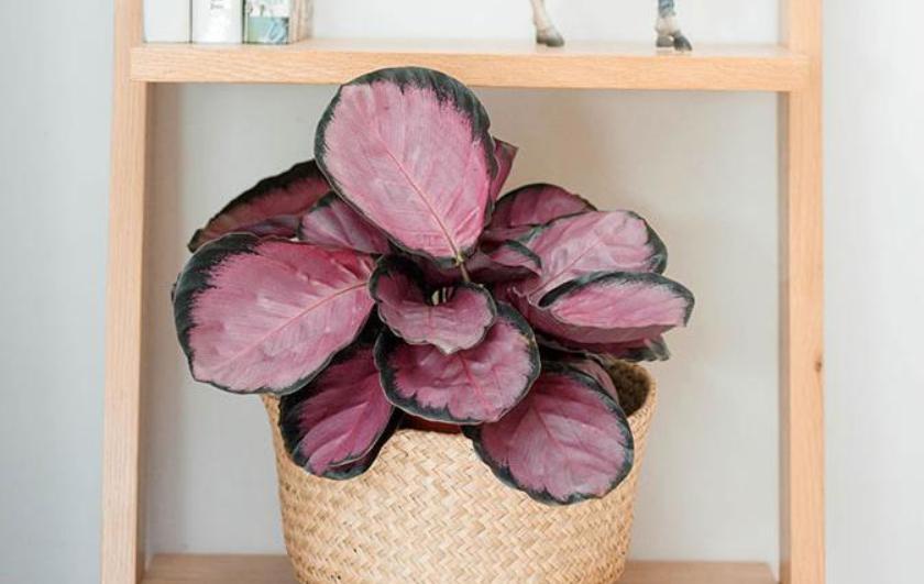 七彩竹芋叶片干枯了怎么办,竹芋叶子卷起来枯萎怎么办