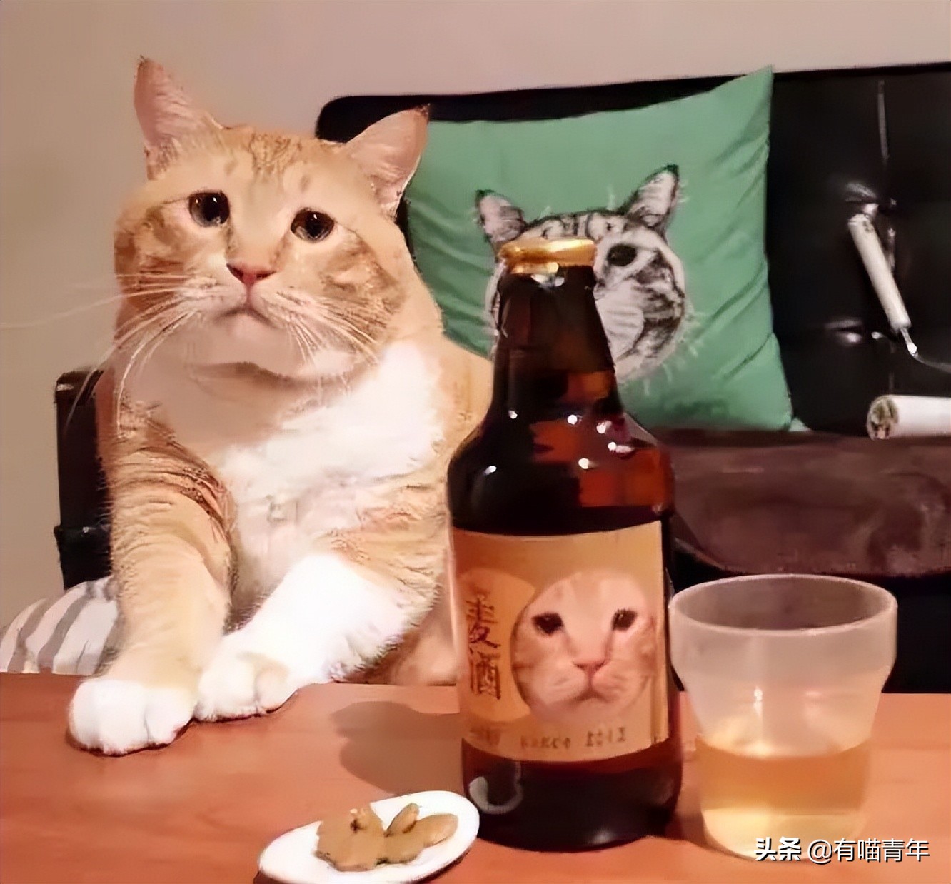 “谁再给猫喝酒，我扇烂ta的嘴巴！”