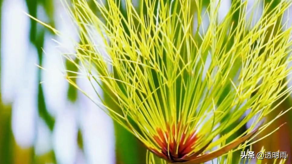 各种各样的纸图片和用途,生活中常用的纸原来还能这样玩