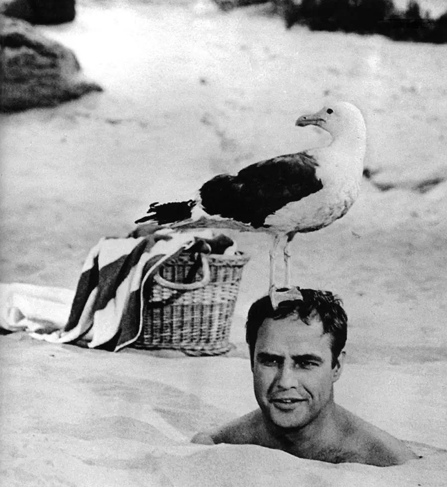 大溪地马龙白兰度,马龙白兰度在大溪地