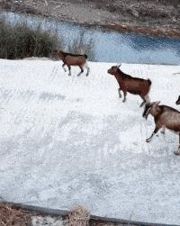 神回复：把儿子头弹破了，老婆马上回家怎么办？我只想留条命