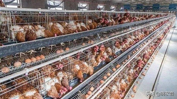 1000只蛋鸡每天有多少蛋多少利润,绿壳蛋鸡苗养殖500只利润