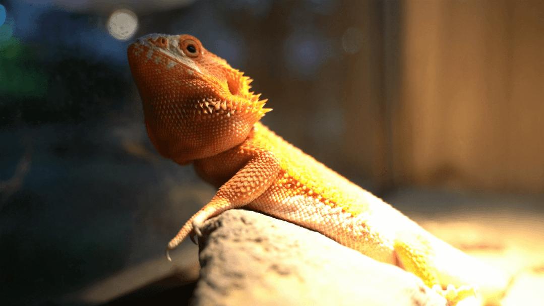 孩子上全托班的最佳年龄,幼儿刚上托班适合上什么课程