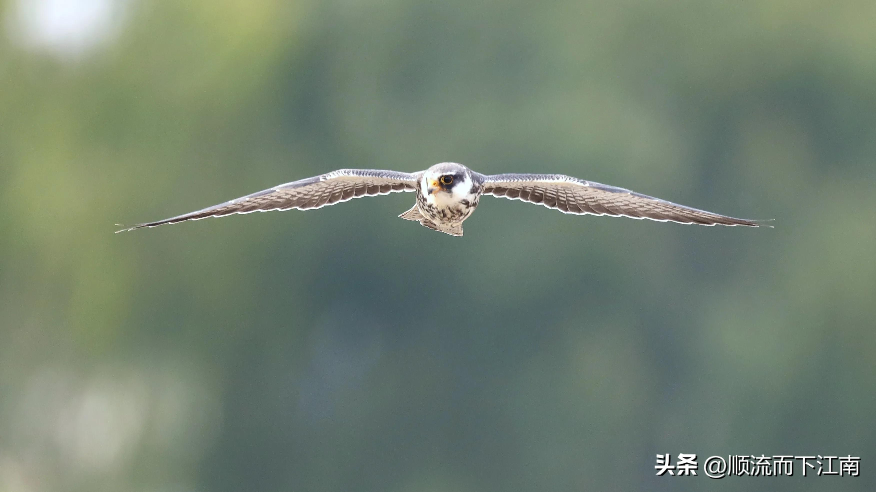 红脚隼叫声,红脚隼