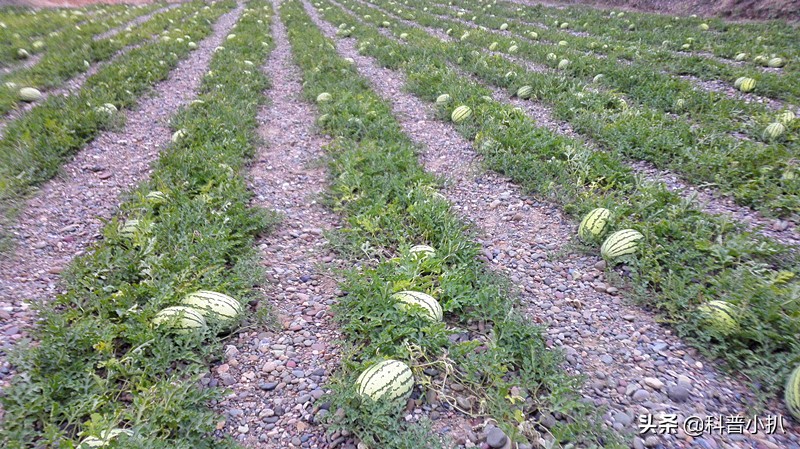 硒砂瓜种植现存问题,种植硒砂瓜的有利自然条件有哪些