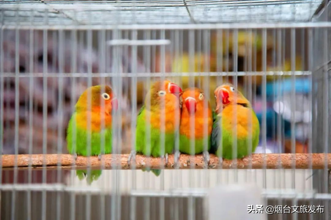 烟台祥和花鸟市场,烟台花鸟市场