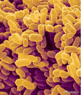 番茄青枯病害鉴别,分离番茄茎腐病真菌的方法