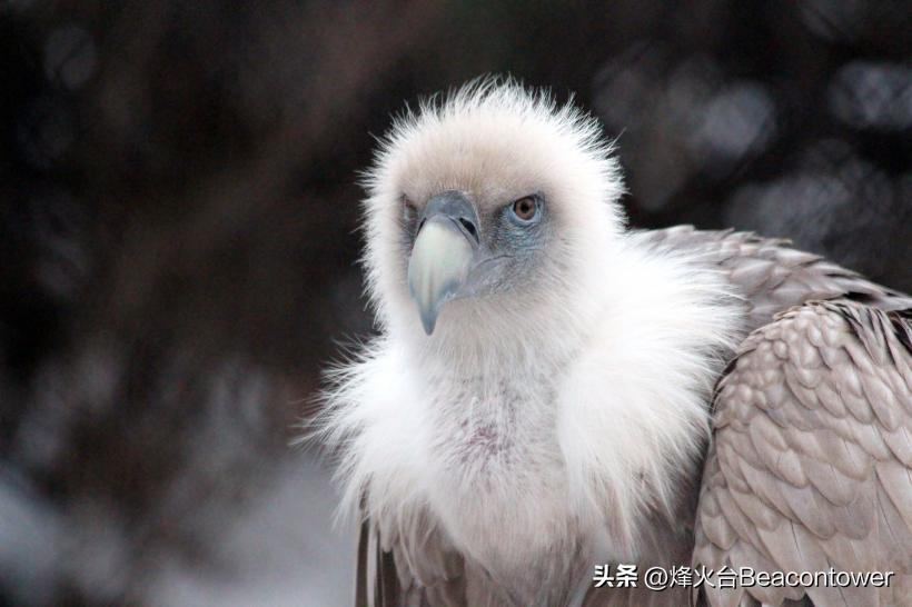 西游记悟空上朝献心,悟空戴礼帽征战