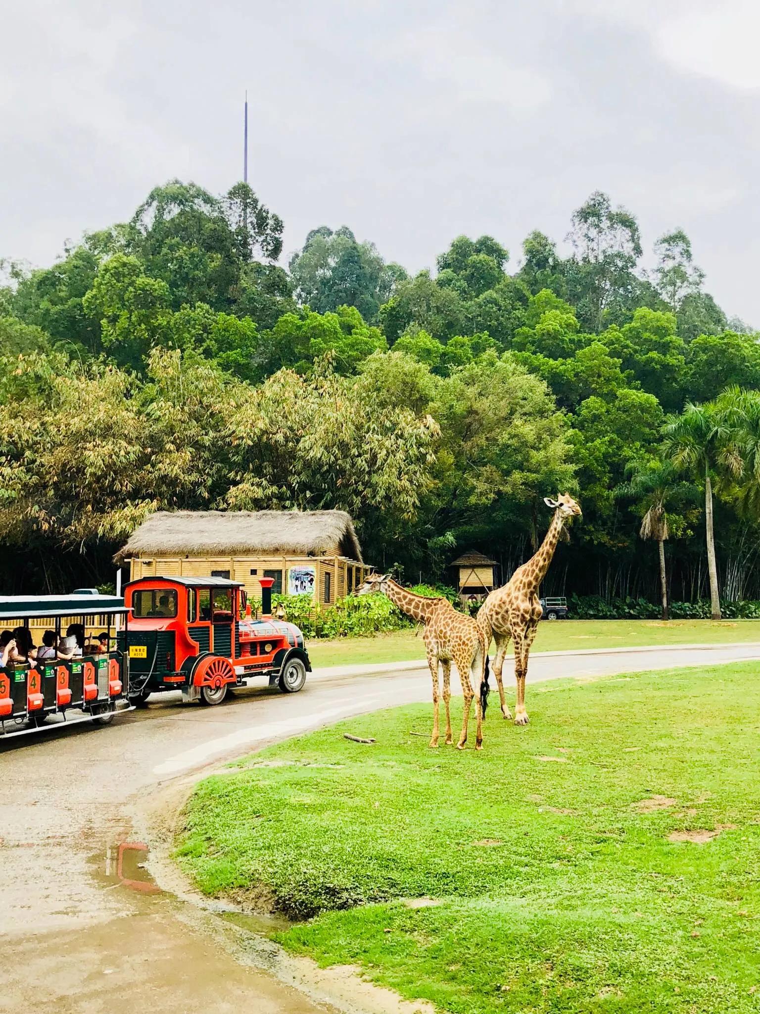 广州长隆野生动物世界有大象吗,广州长隆野生动物世界有多少动物