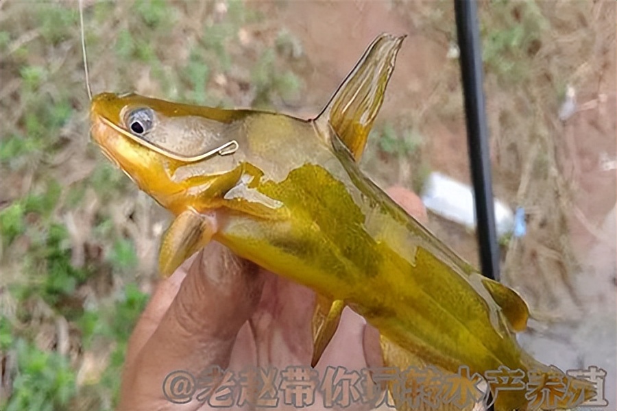 养殖鱼吃食不好怎么办,养殖鱼喂食为啥不开嘴