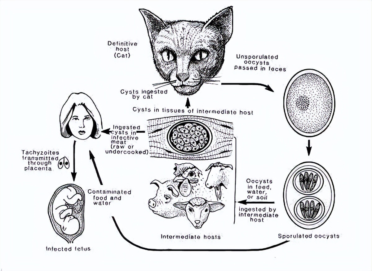 弓形虫真实身份,弓形虫真的那么可怕吗