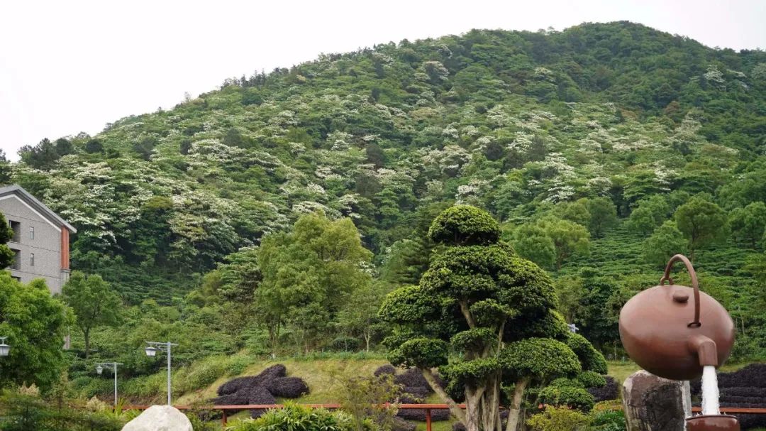 楠溪油桐花如雪图片,油桐花开与气候