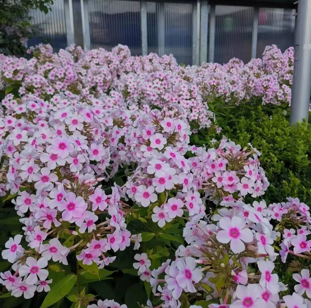 种什么花一年四季开花还好打理,南方一年四季蔬菜播种时间表