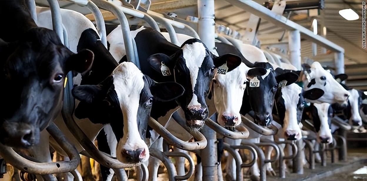 中国人喝牛奶很残忍！喝人血的曲婉婷竟斥责同胞：为何要吃乳制品