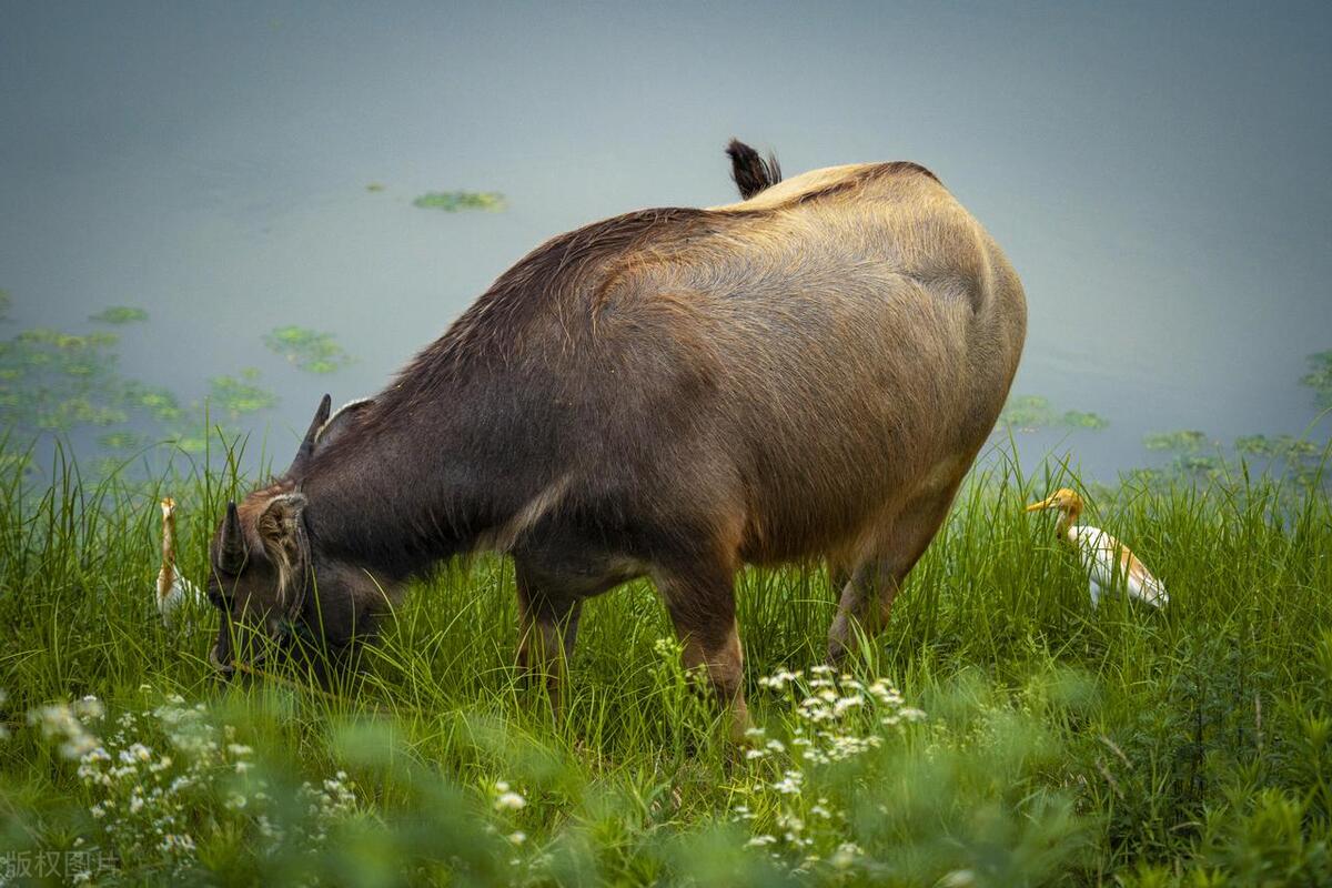 生肖牛在2024年的命运,生肖牛在2024年如何