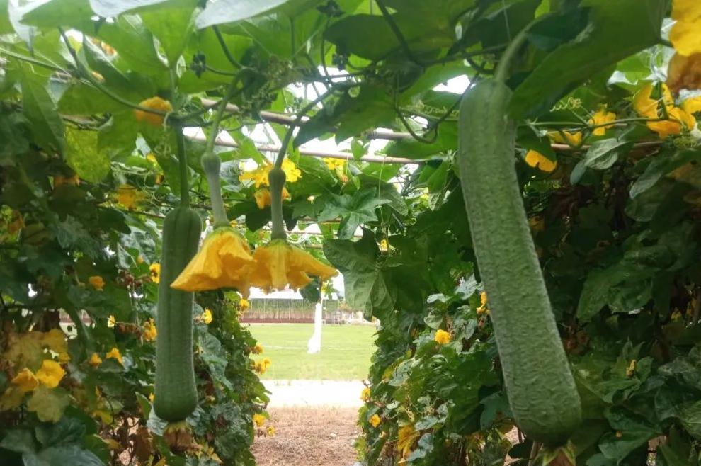 麻涌国庆游玩好去处,麻涌周末去哪玩