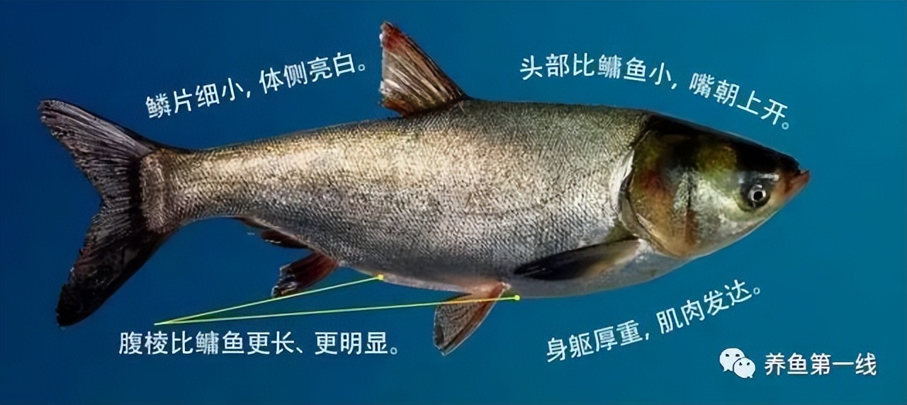 闈掕崏椴㈤硻椴菠鍖哄埆,闈掕崏椴㈤硻椴菠濡備綍鍖哄垎