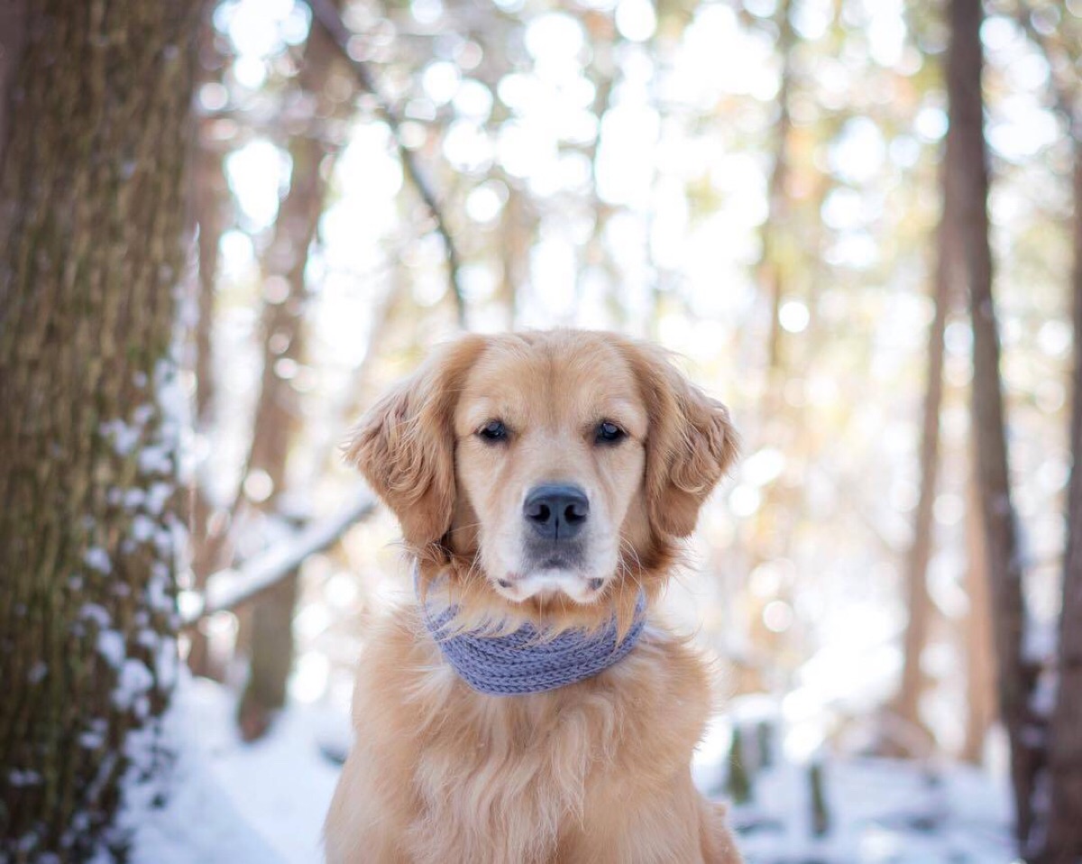 狗狗吃了草之后呕吐是什么原因,狗狗频繁吃草呕吐是什么原因