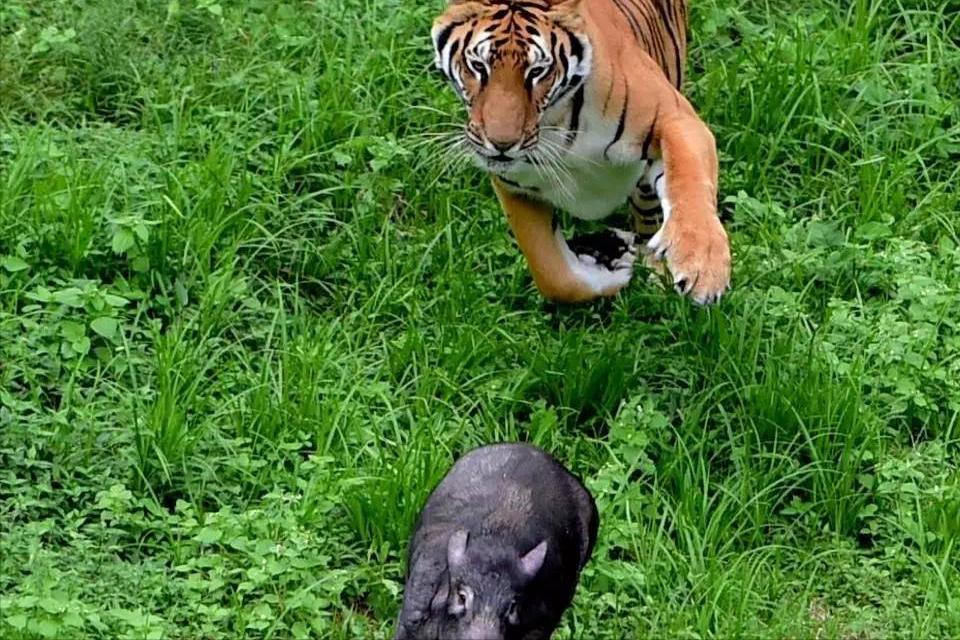 大大小小的动物为什么都害怕老虎,为什么动物第一次见老虎会被吓尿