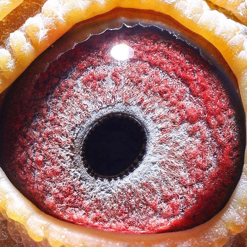 神州辉煌2020,神州辉煌赛事