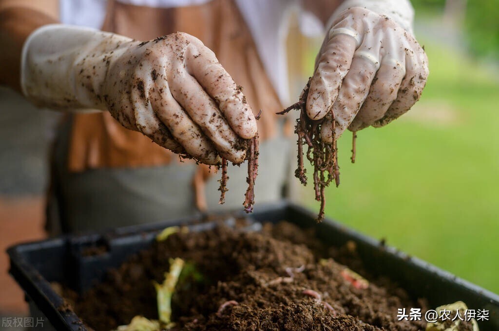 现在养蚯蚓前景如何,蚯蚓养殖这几年的前景如何
