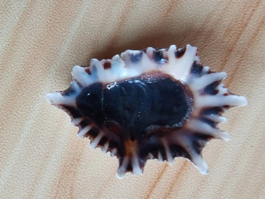 海南海鲜贝类有哪些,海南海鲜贝类