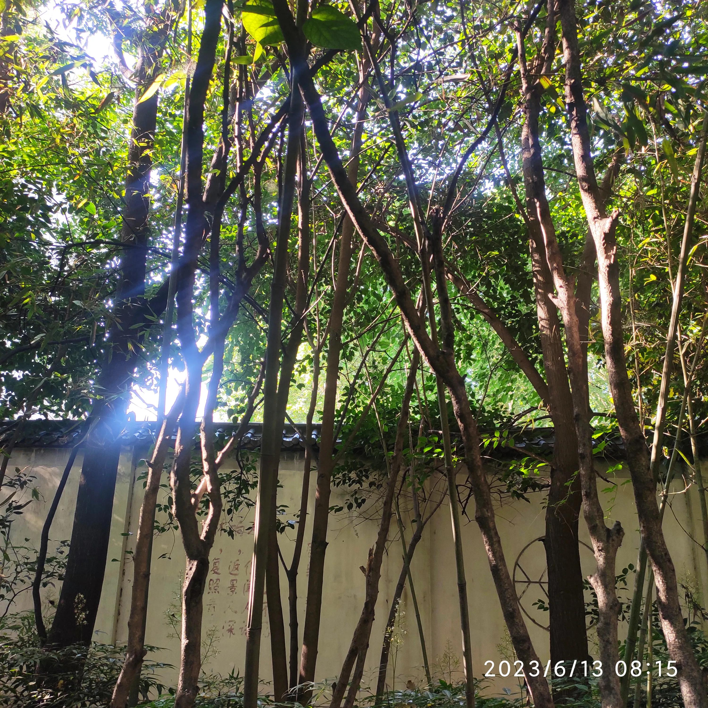 五律清明,五律雨后清晨诗