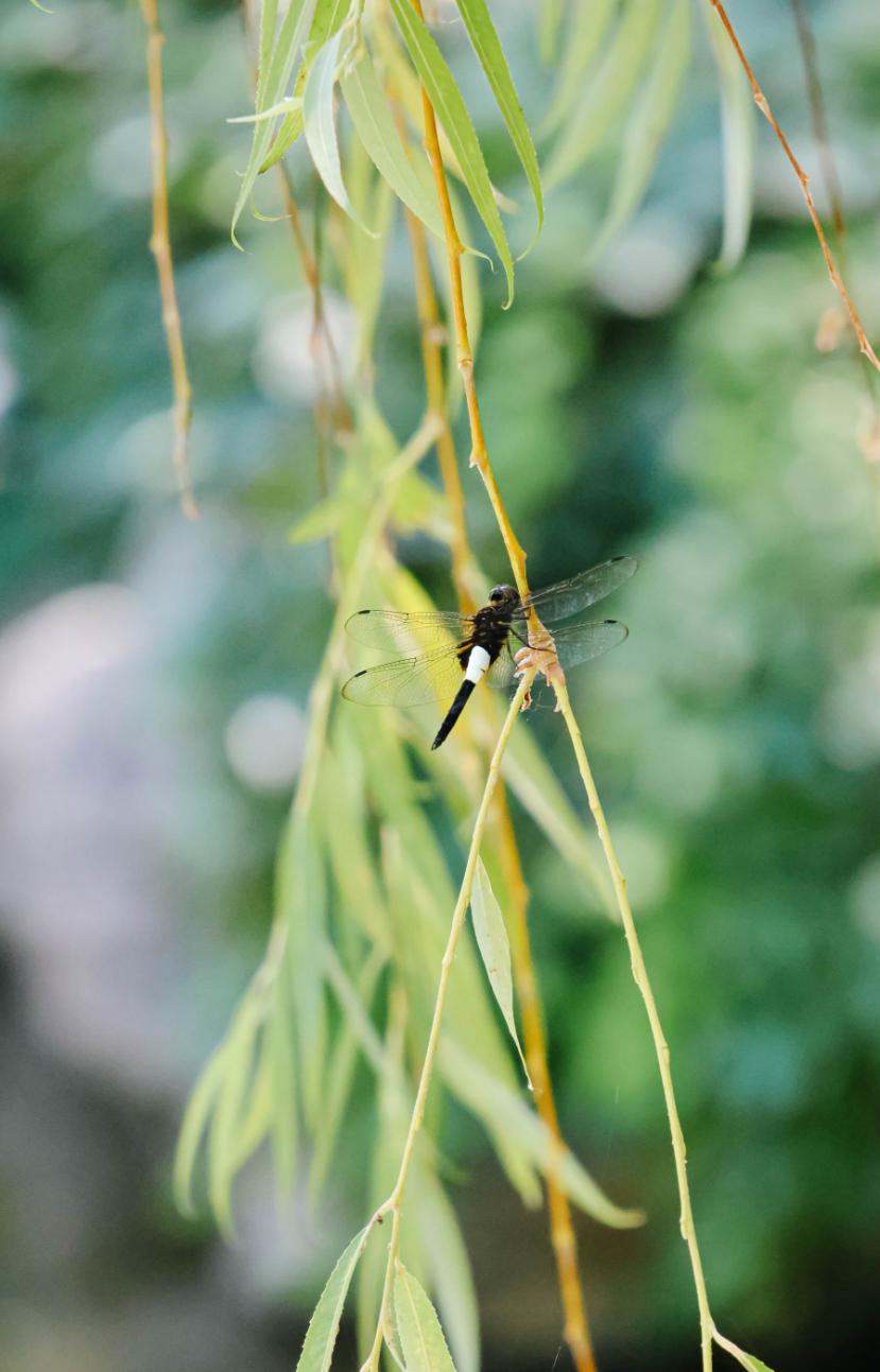 佳能eosr7有哪些镜头,佳能发布eosr7微单什么卡口