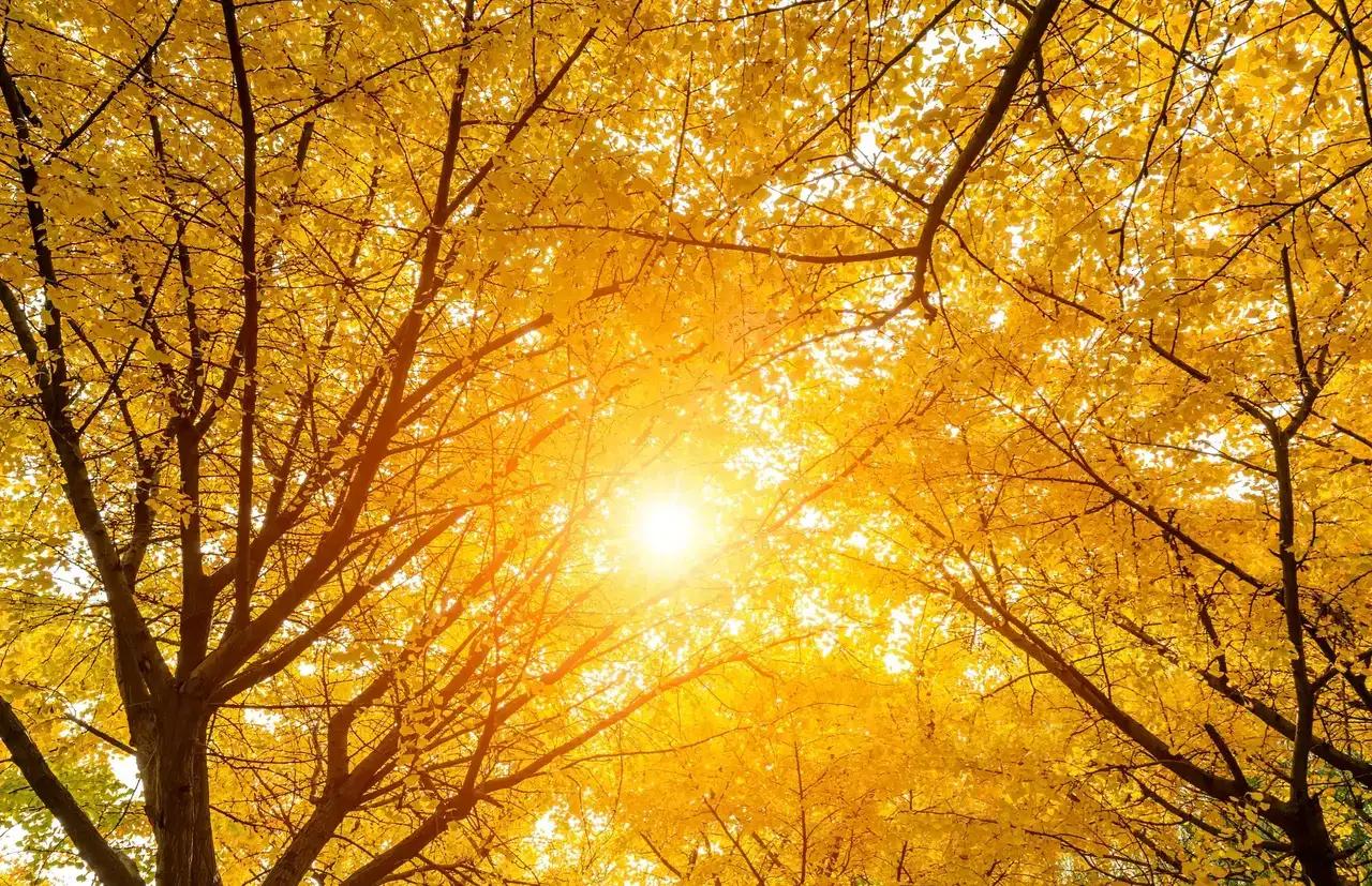 2022年日历壬寅虎年,农历2022年十月初一壬寅虎年