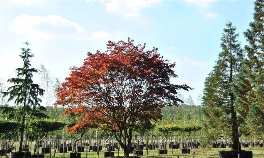 种植技术17问，园林人你知道这些么？