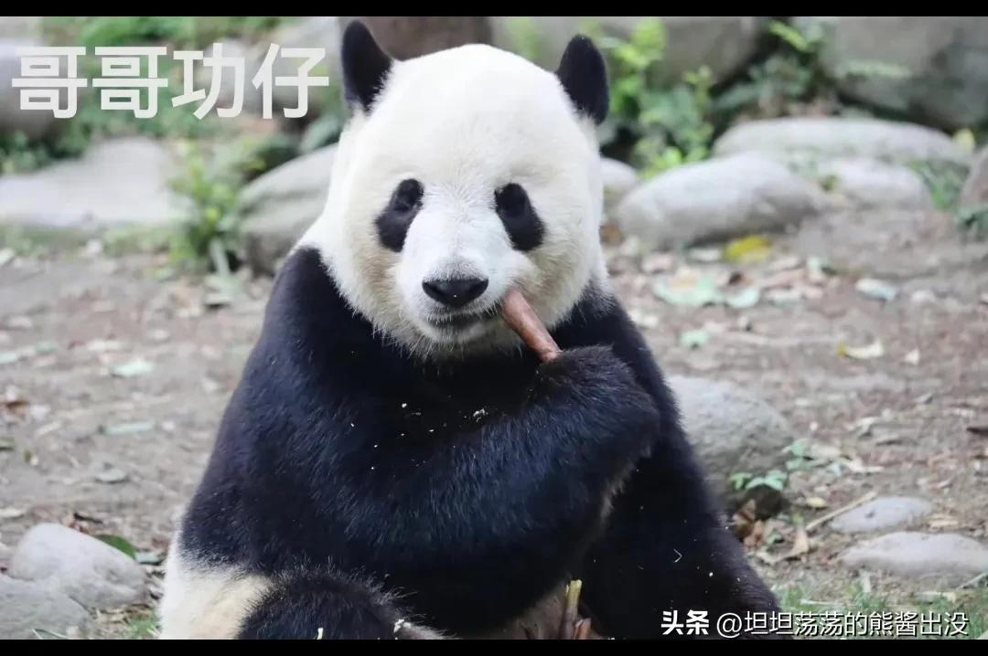 大熊猫萌兰小时候踩熊,大熊猫萌大打萌兰