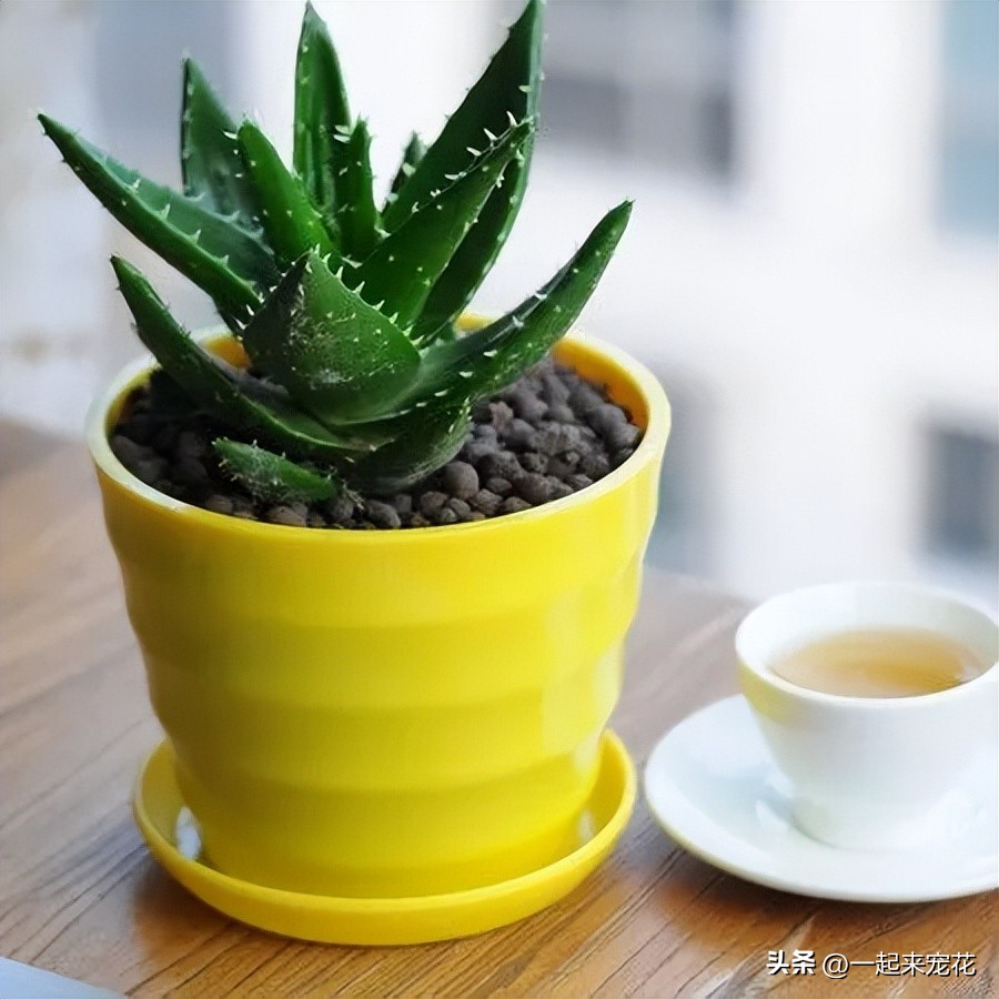 适合放卧室里的芦荟植物,芦荟植物盆栽有啥好处