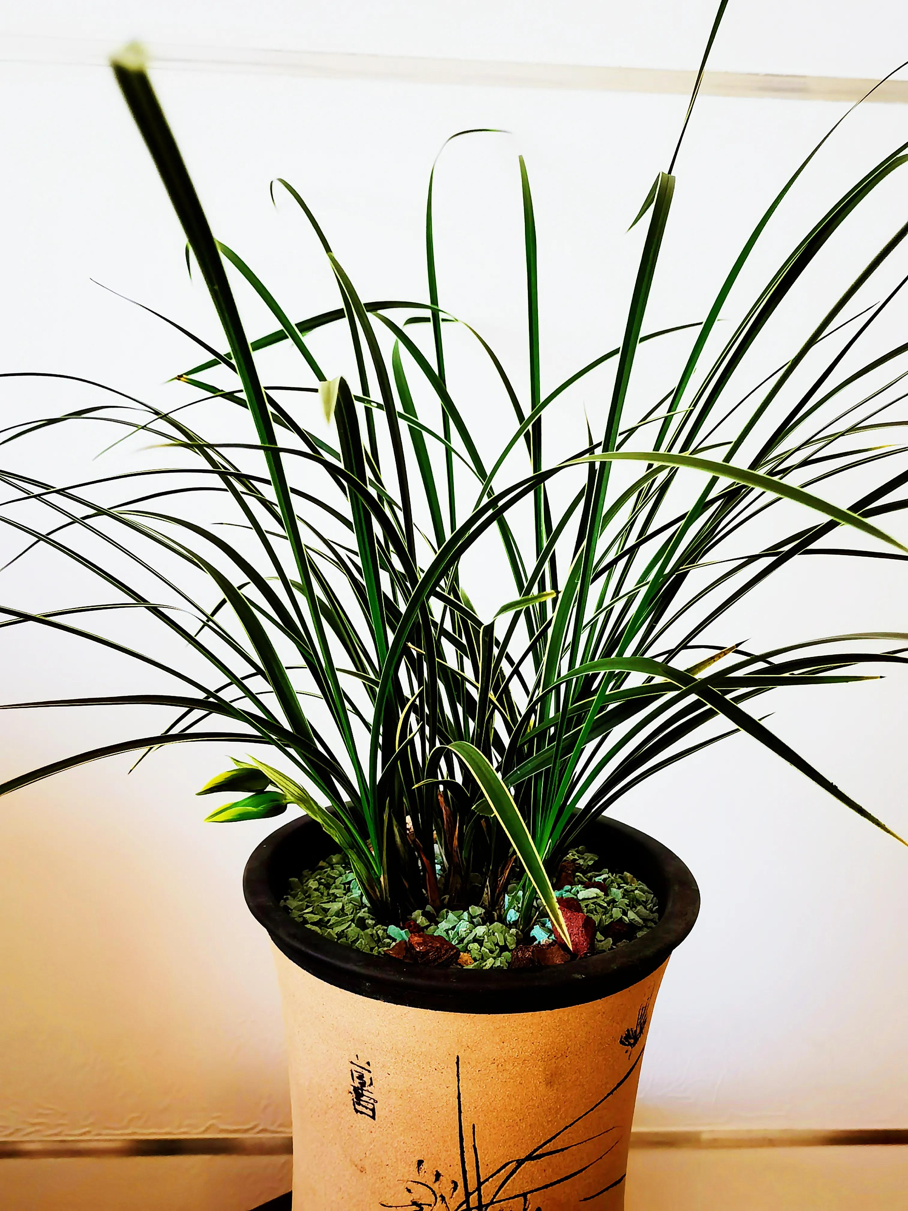 一盆兰花一个世界,一盆兰花图片大全