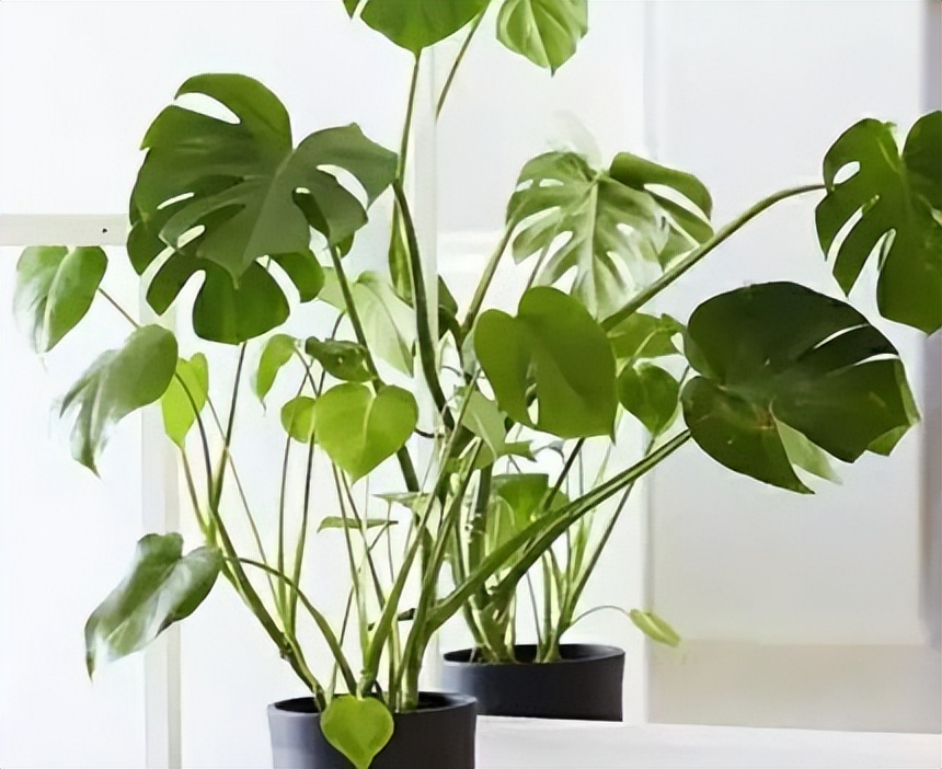 新房种什么植物吸甲醛,什么植物吸甲醛第一名