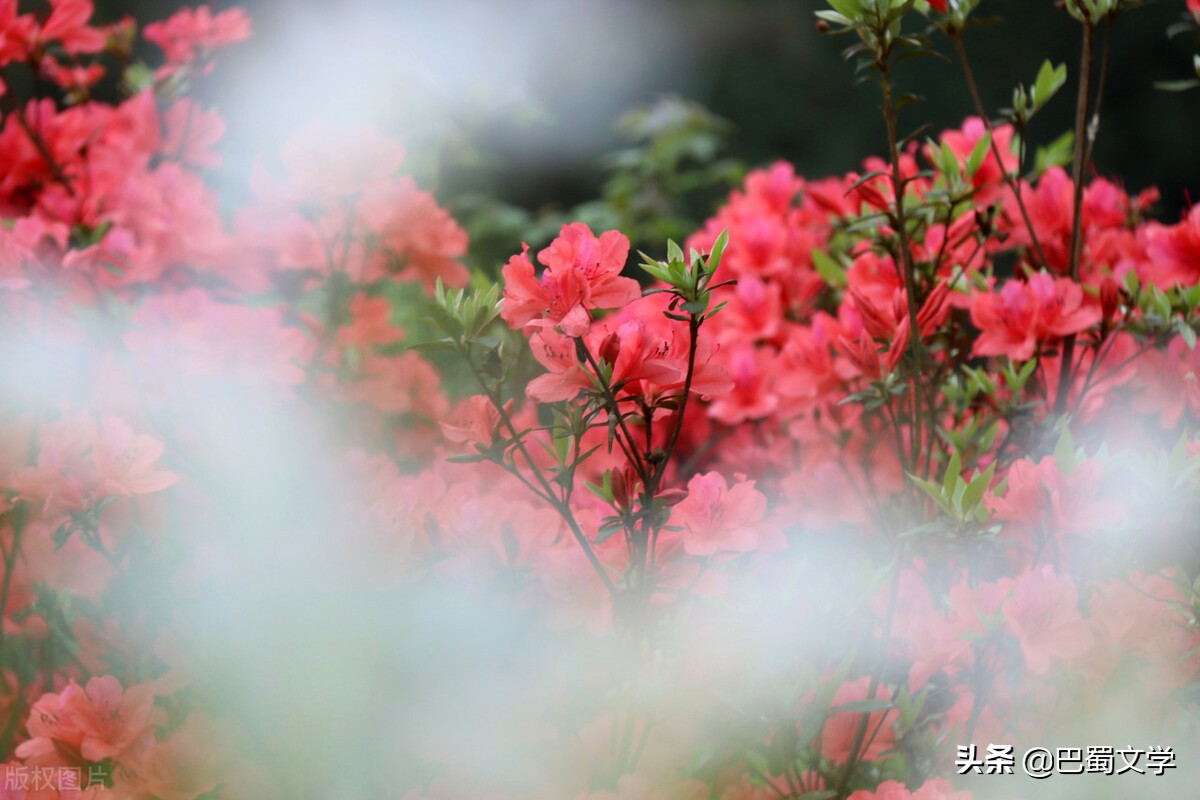 描写映山红的经典散文,散文朗诵映山红随想