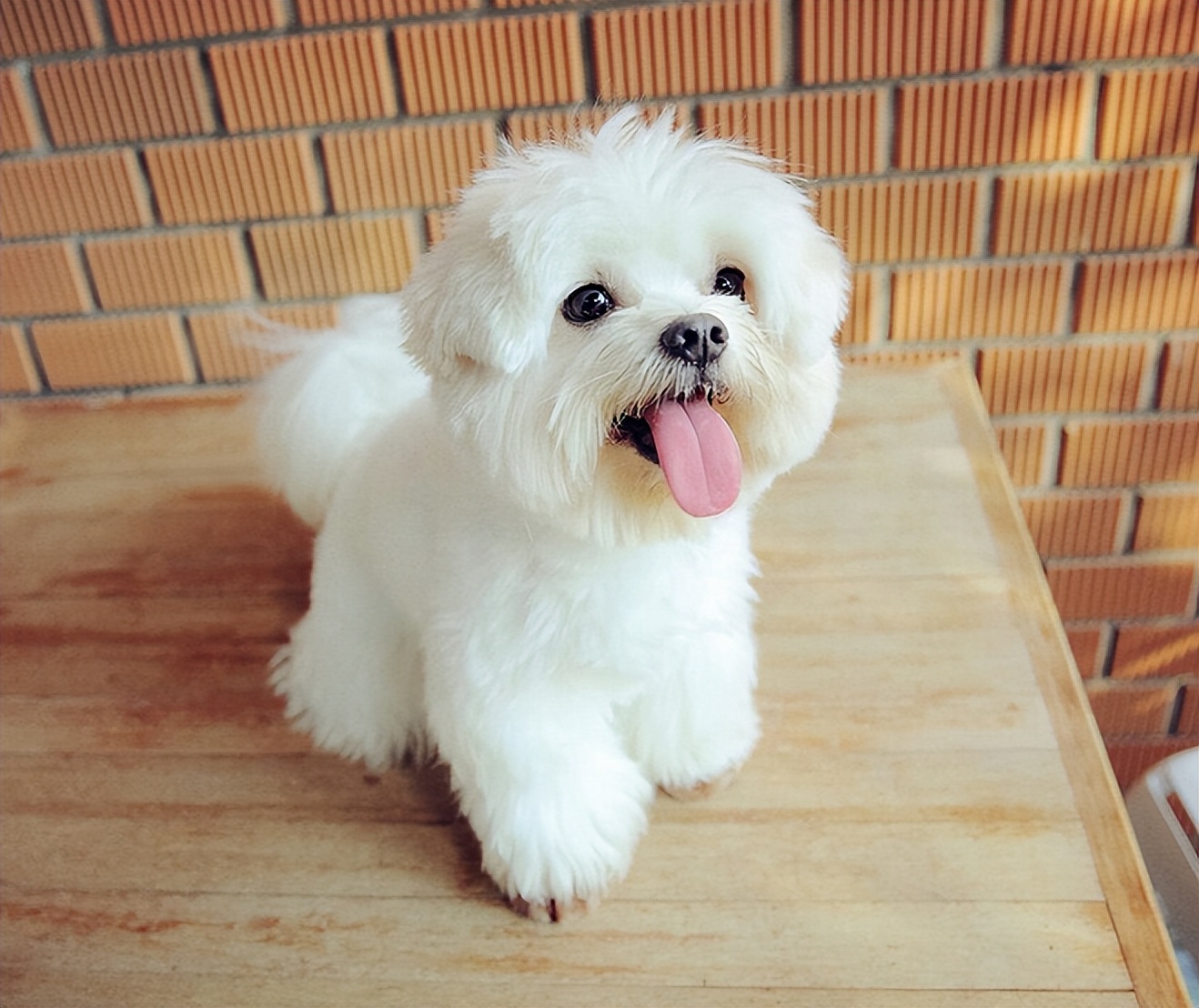 女生适合养的十大小型犬,适合女生养的小型犬十种排名