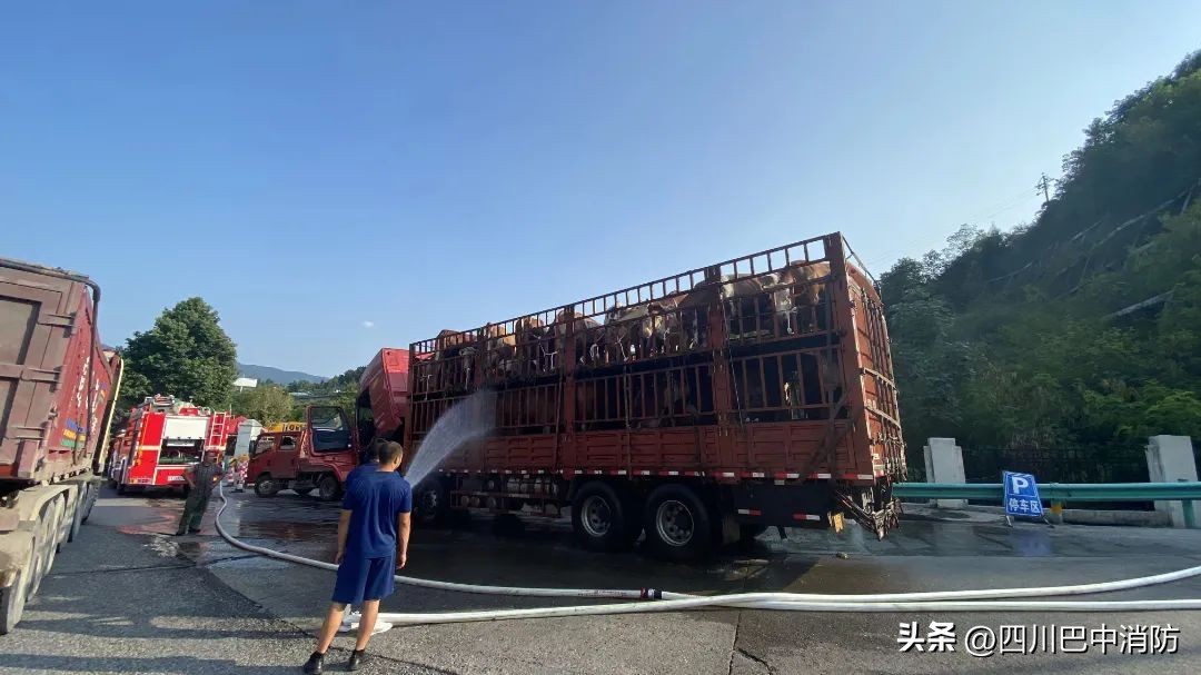 货车侧翻致一人被困消防紧急救援,货车高速抛锚46头猪中暑