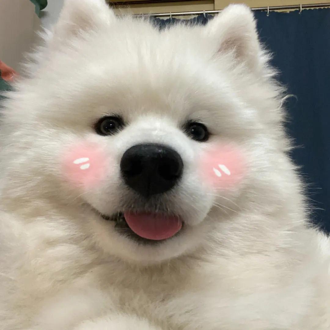 农村养狗需要注意哪些事项,养狗的注意事项小型犬