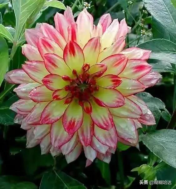 赏心悦目的花朵，风采万千，千姿百态，魅力无限，太美了