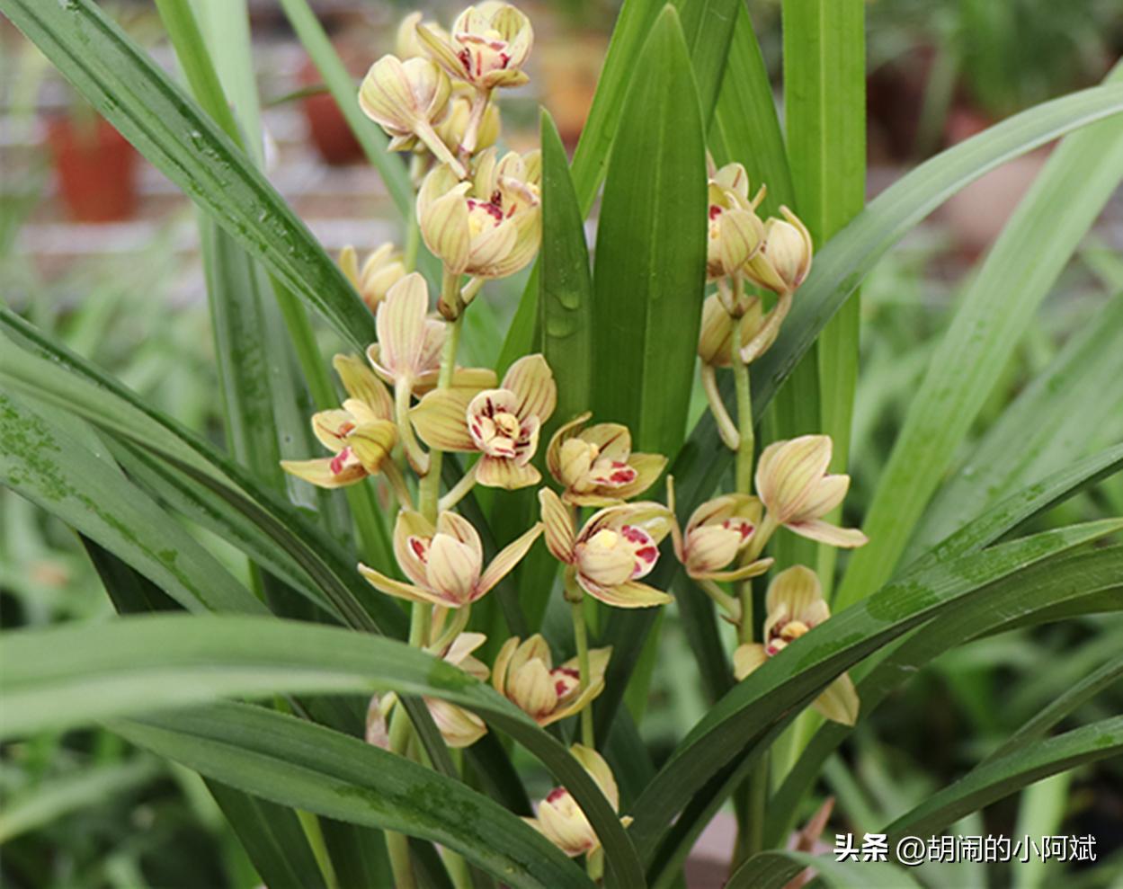 连城价值1200万元的天价兰花,曾经天价的8种兰花如今跌落神坛