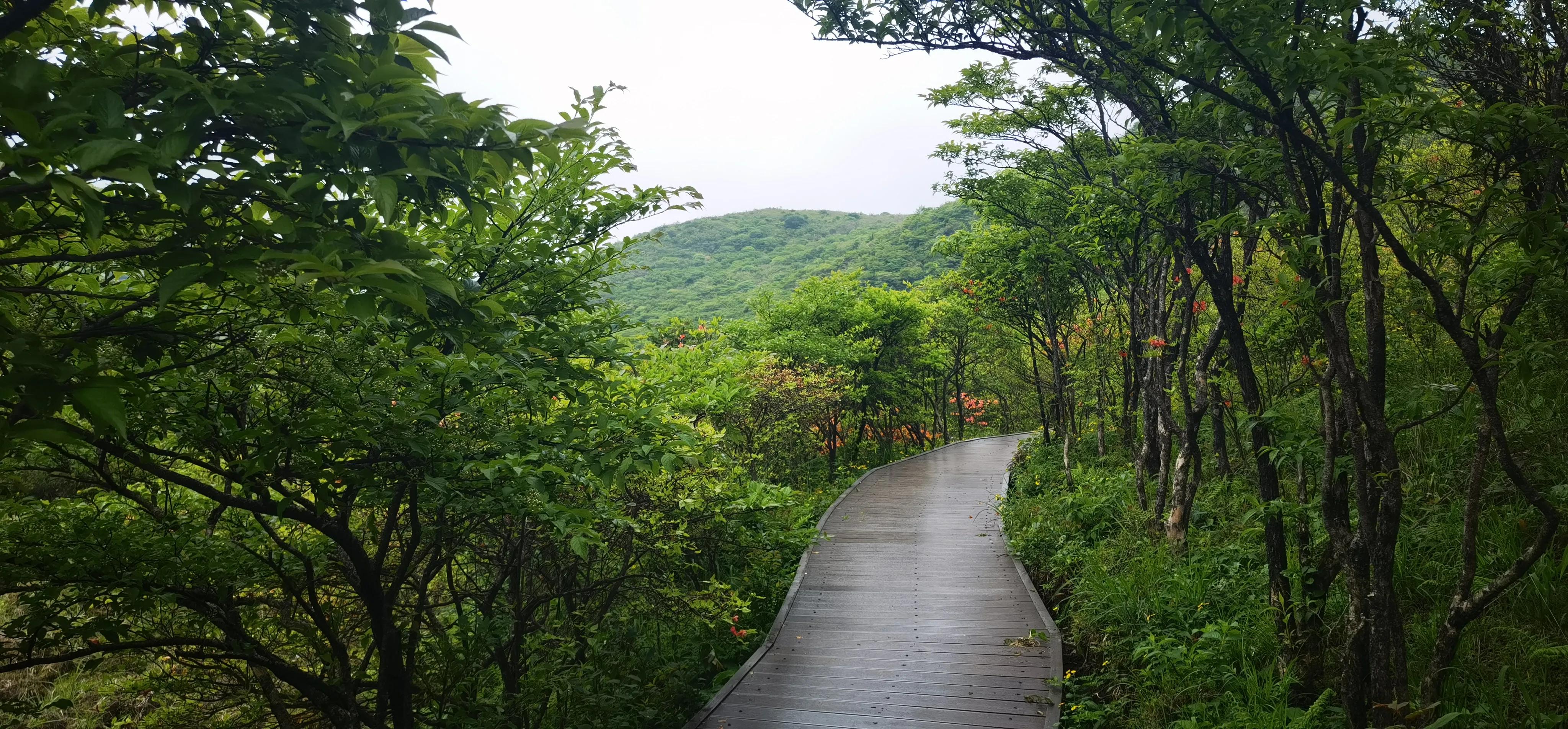 浏阳大围山森林公园浏阳河源头,大围山杜鹃花在哪个景点看