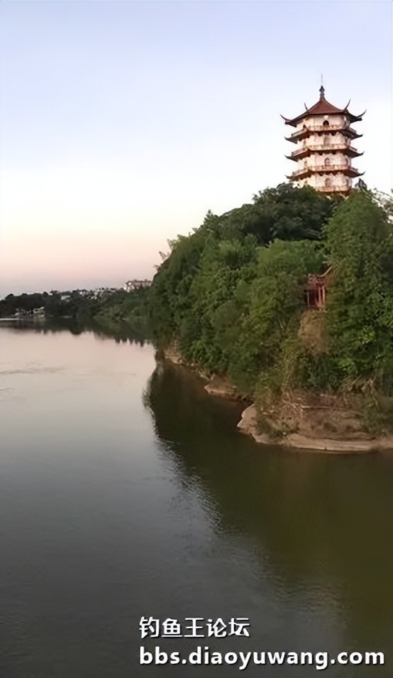 今晚吃鱼能配蓝鲫吗,今晚吃鱼加野战蓝鲫评测