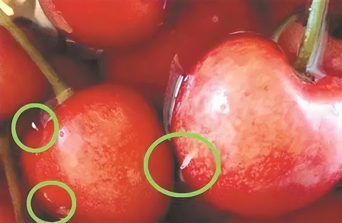 吃樱桃会中毒有什么症状,樱桃什么病人不能吃