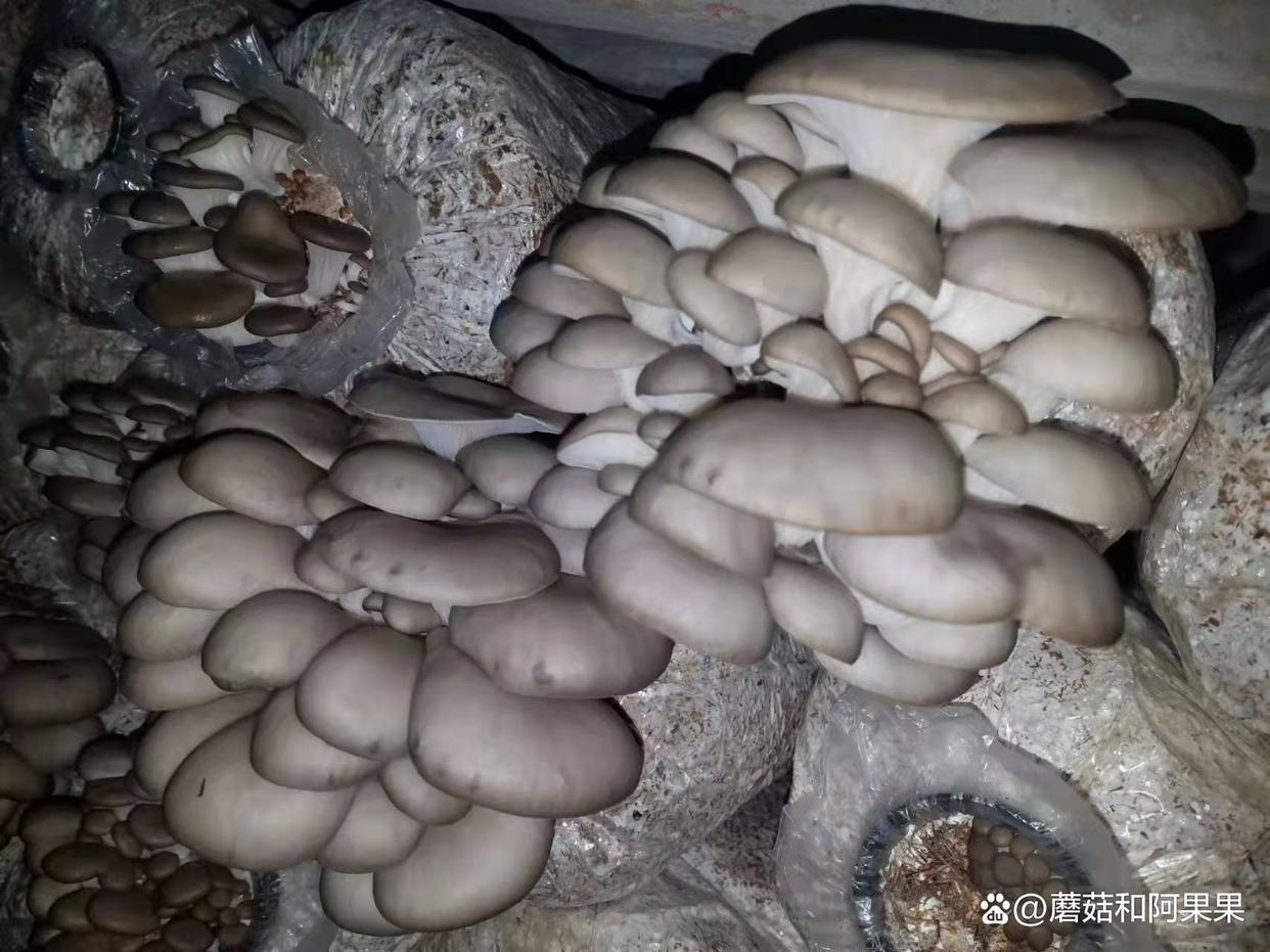 平菇食用菌的栽培方法,食用菌栽培技术之平菇菌种制作